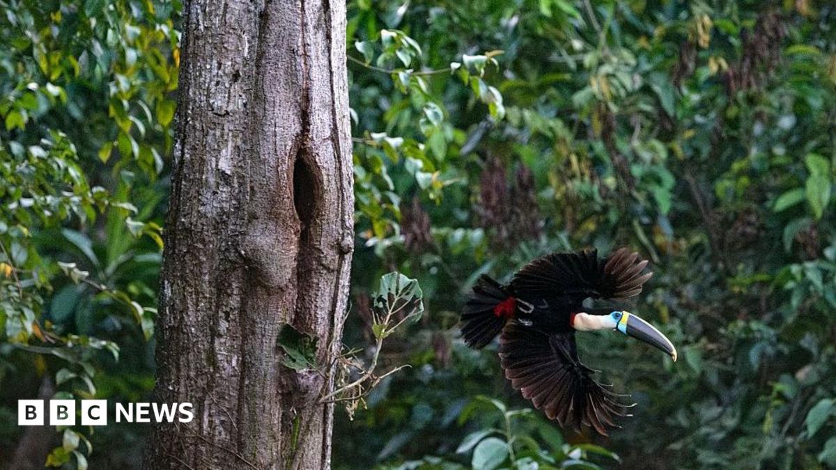 Brazil Reports Sharp Decline in Amazon Deforestation Ahead of Election