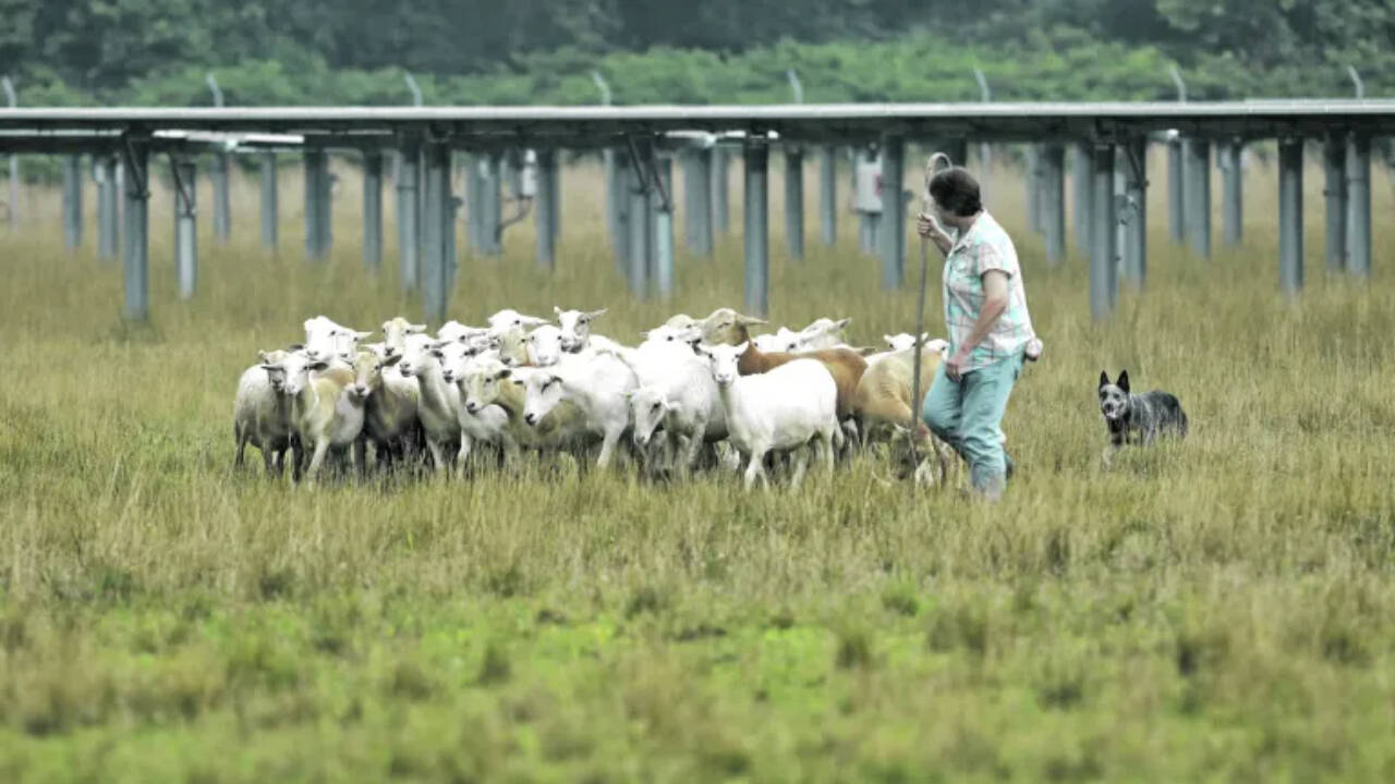American educator deploys sheep as eco-friendly solar farm maintenance crew