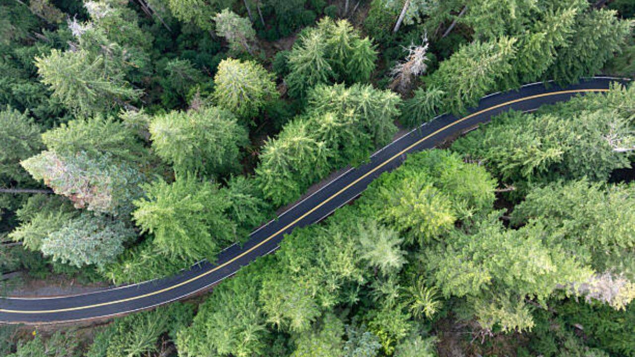 Power utility's forest project splits conservationists over environmental cost