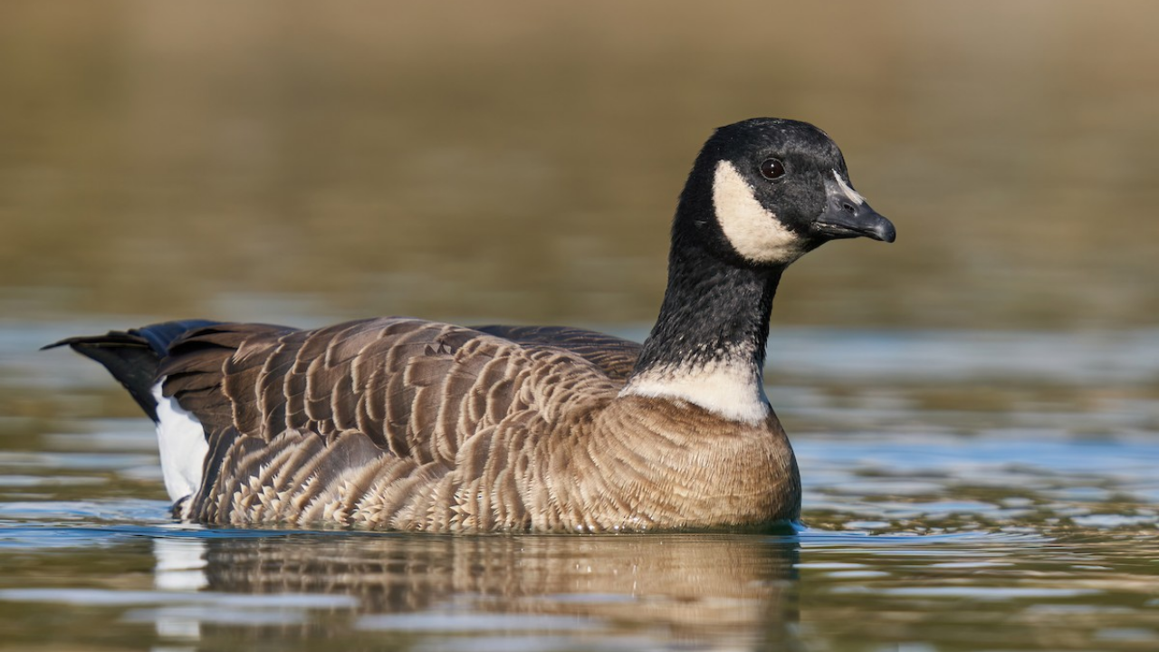From Brink of Extinction to Conservation Success: Aleutian Geese Population Rebounds