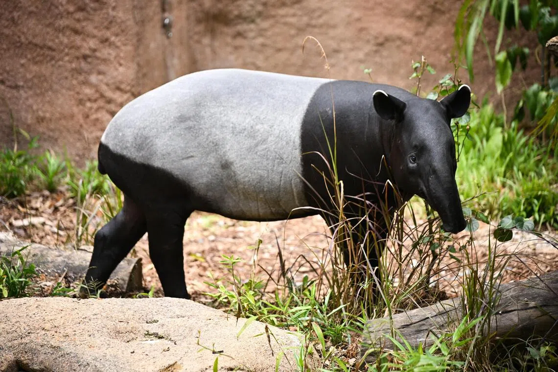 Singapore Zoo worker injured in rare tapir bite incident