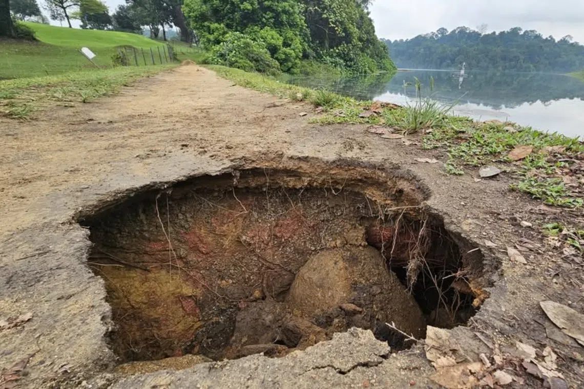 MacRitchie Reservoir Park section closed after ground depression found