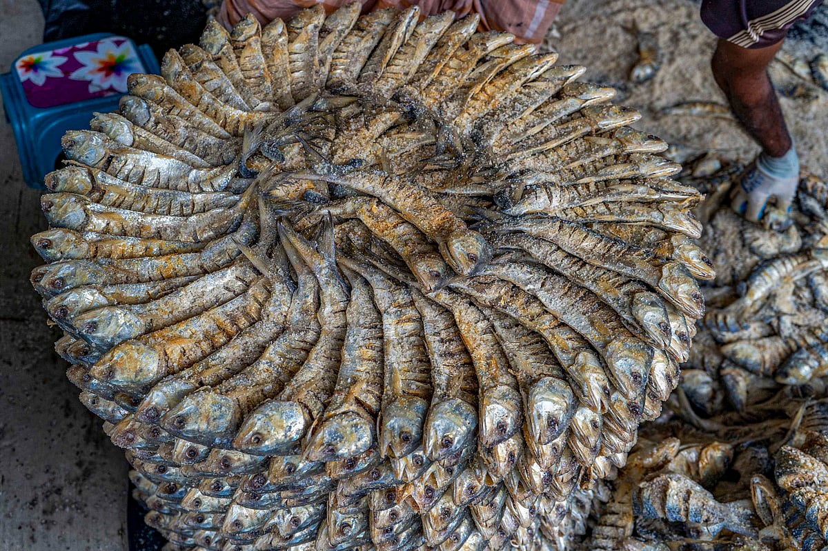 Salted hilsa fish emerges as vital export commodity for Bangladesh