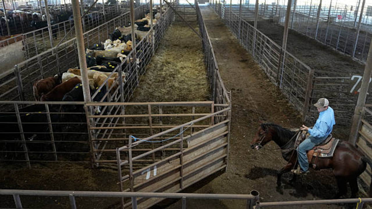 Family Legacy: Daughters Sustain Livestock Auction Founded 67 Years Ago