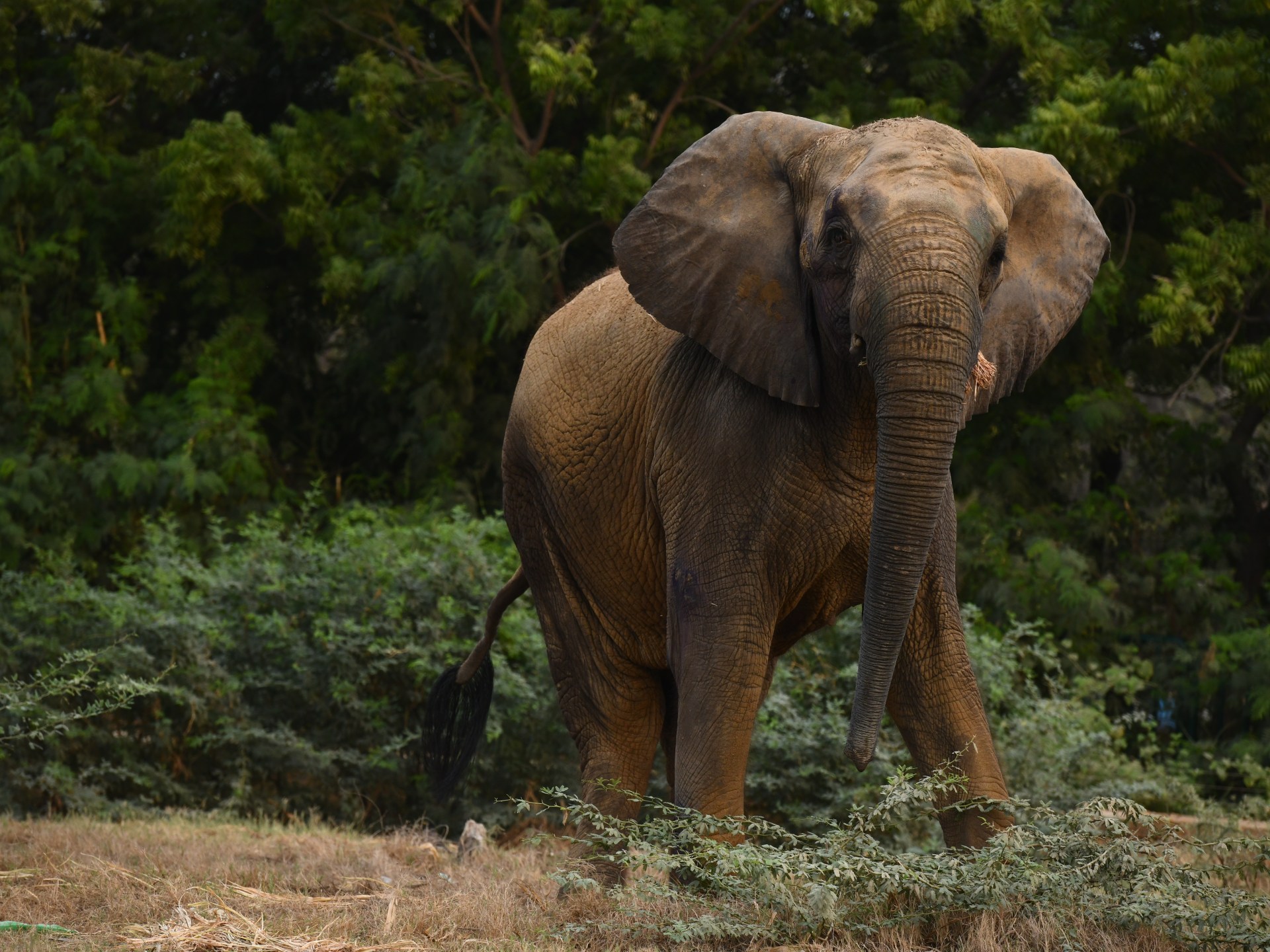 Karachi's last elephants face uncertain future in Pakistani zoo