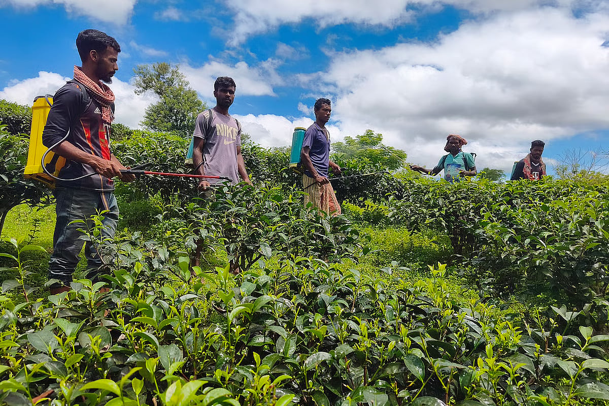 Bangladesh faces mounting pressure to ban toxic herbicide paraquat
