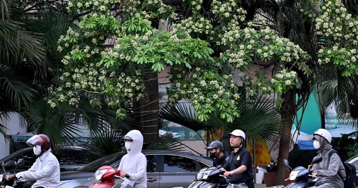Hanoi cuts back iconic alstonia trees amid perfume concerns