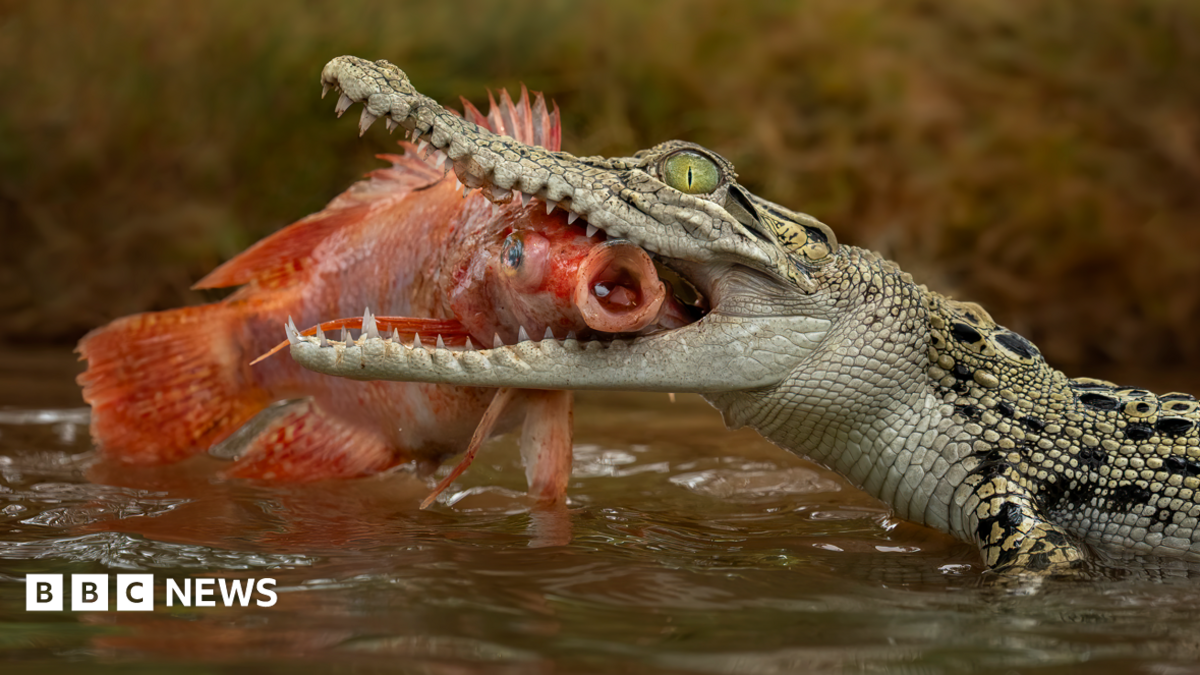 Singapore man charged after AI-generated crocodile image triggers reservoir search