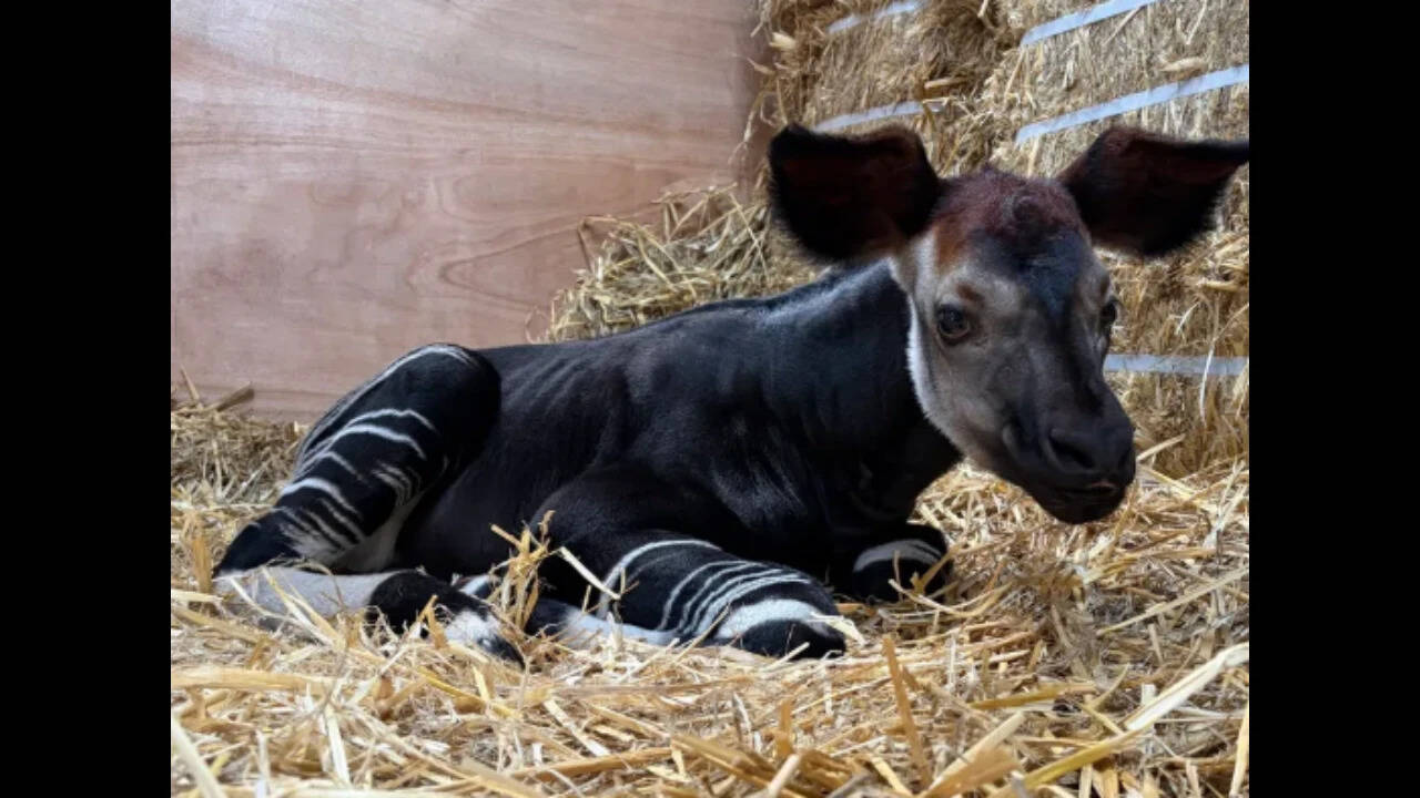 Singapore Zoo celebrates birth of Southeast Asia's first okapi calf