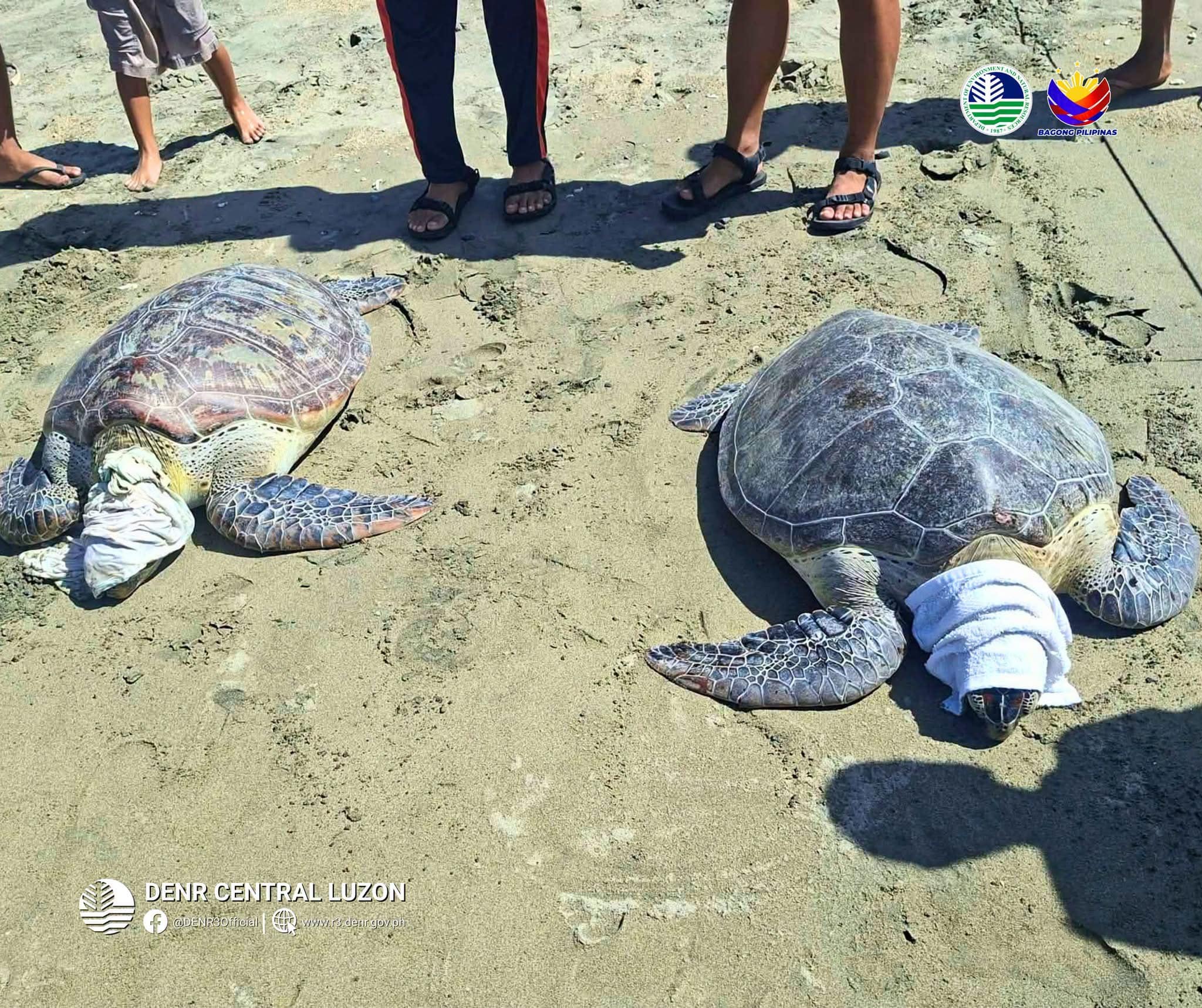 Five Female Green Sea Turtles Rescued from Aurora Fish Corrals