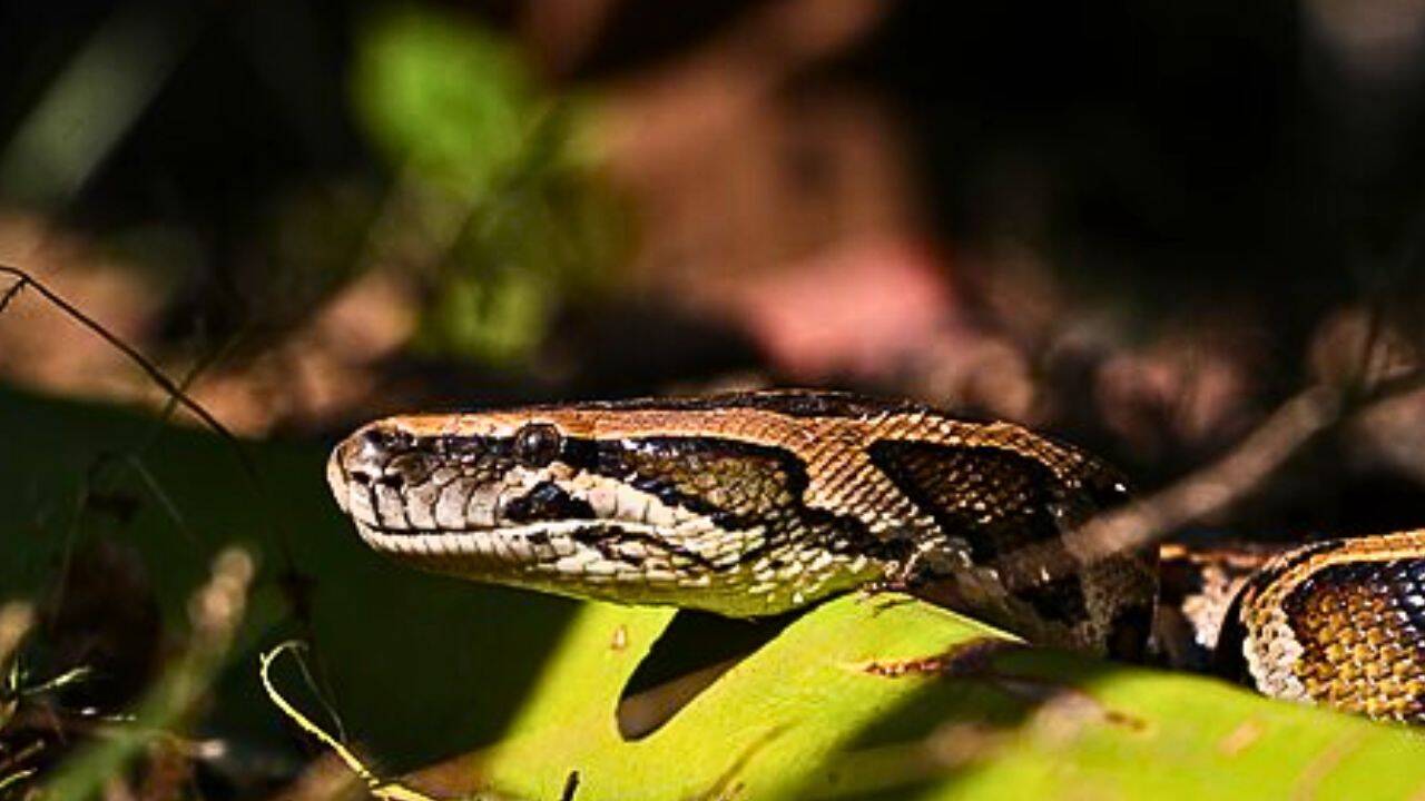 Scientists develop eDNA markers to track invasive Burmese pythons