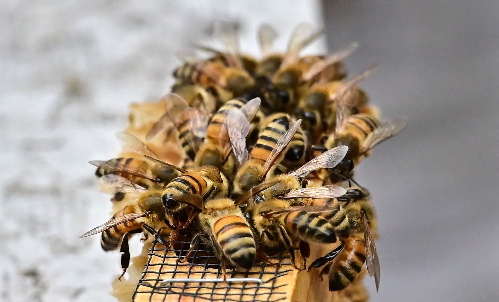 Mardi researcher dies in bee swarm attack at Terengganu farm