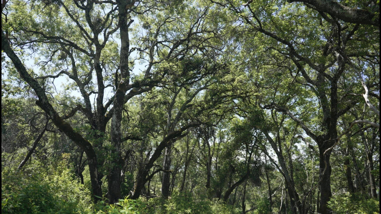 California vineyard dispute ends with $24M land purchase