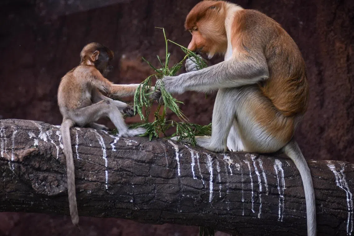 Wildfires claim 12 endangered proboscis monkeys in Kalimantan