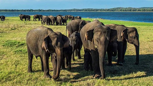 Calls grow for urgent national policy on human-elephant conflict