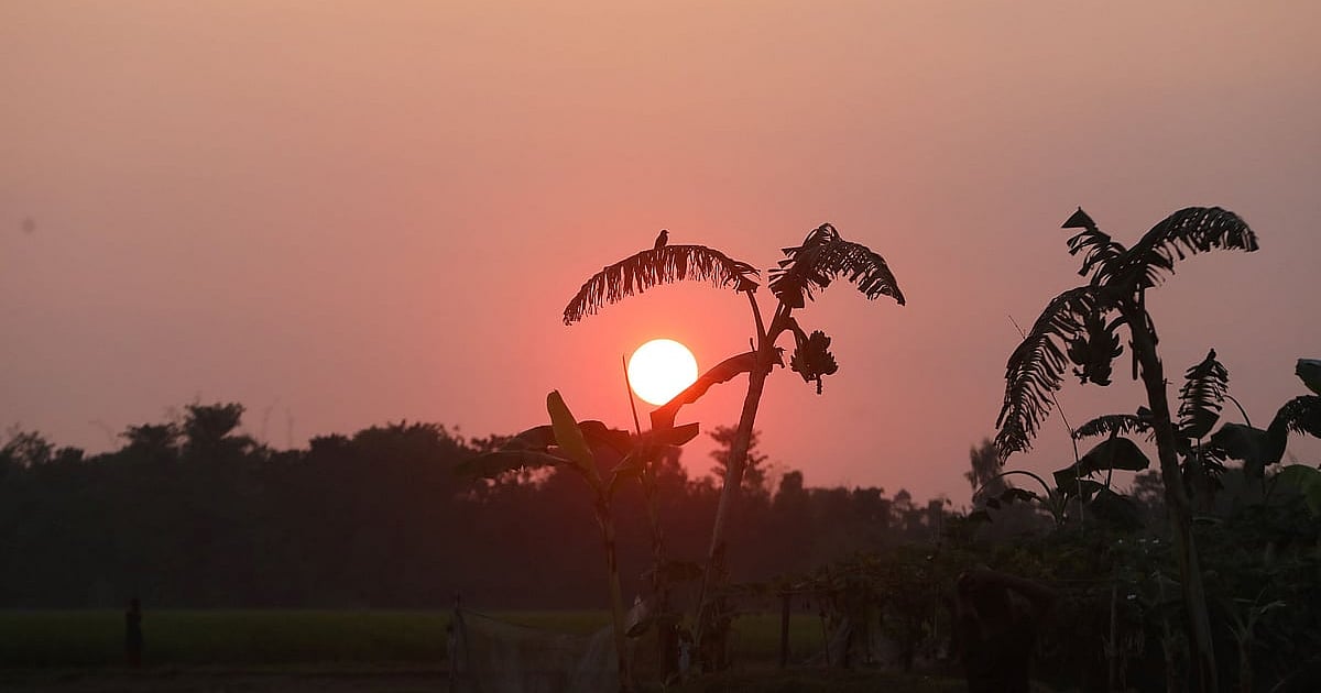 Late autumn transforms rural Bangladesh into scenic landscape of mist and harvest