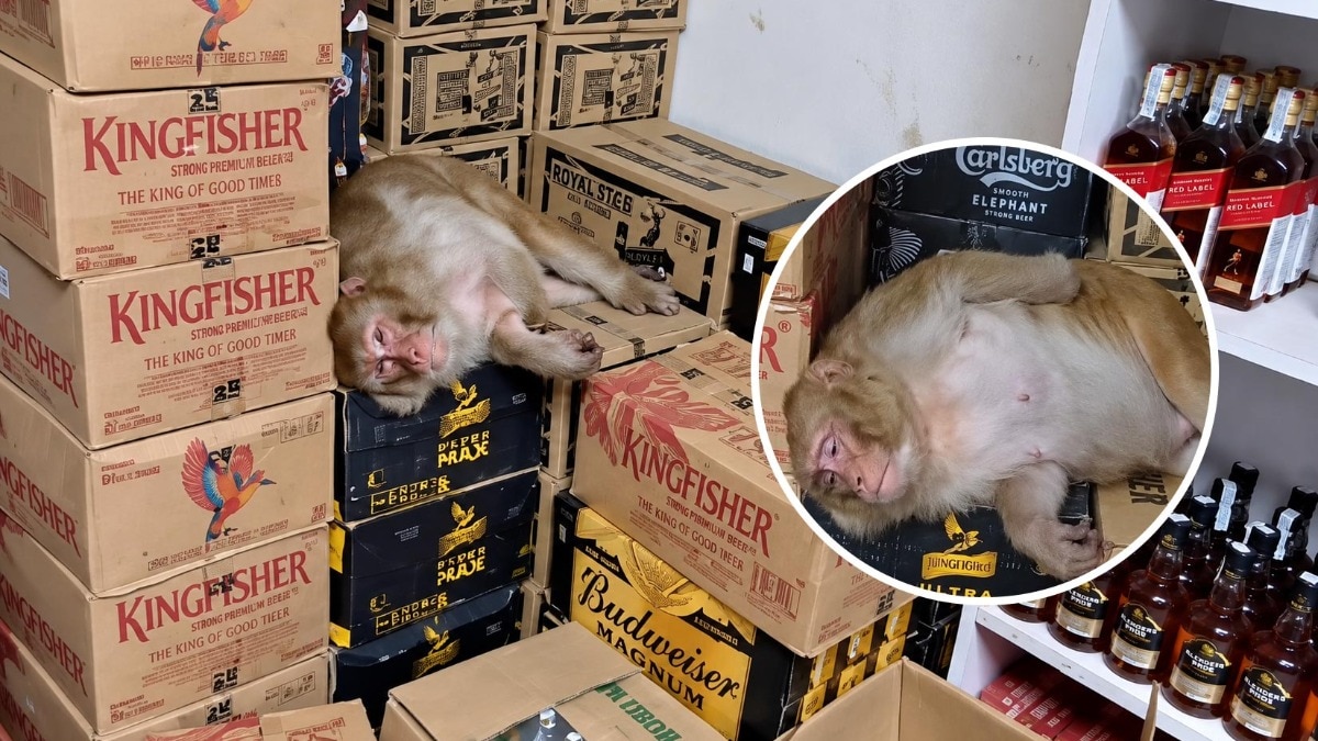 Female Monkey Drinks Alcohol, Collapses at Wine Shop in Ranchi