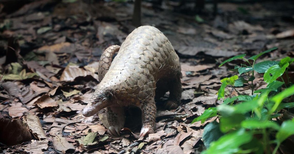 Malaysian authorities seize over 370kg of pangolin scales in raid