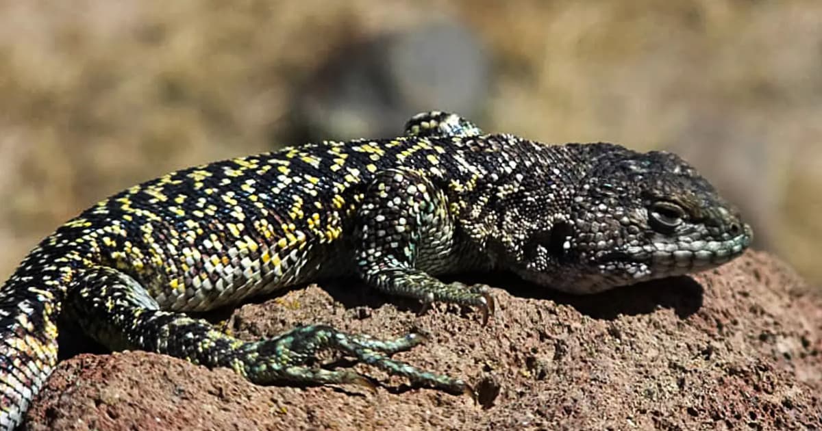 Scientists identify previously unknown lizard species in Peru's high Andes