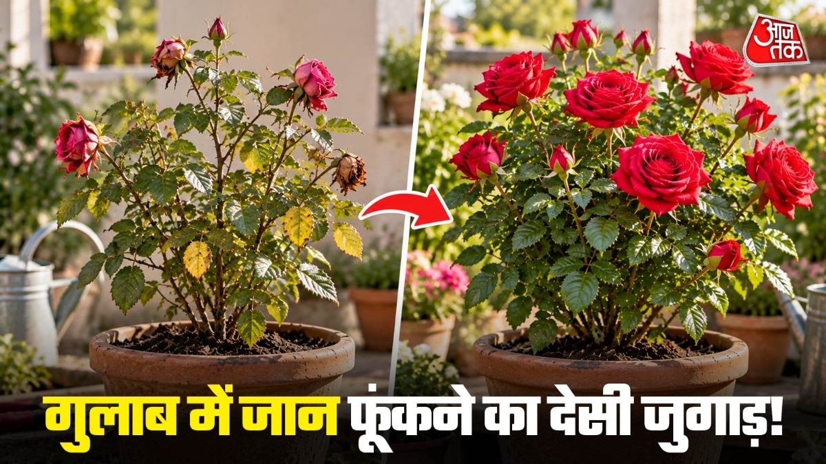 Traditional remedies offer budget-friendly solution for reviving wilting rose plants