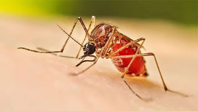 Dengue fatalities reach 69 as outbreak spreads across region