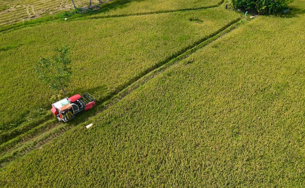 Hybrid Rice Seeds Boost Yields for Mindanao Farmers