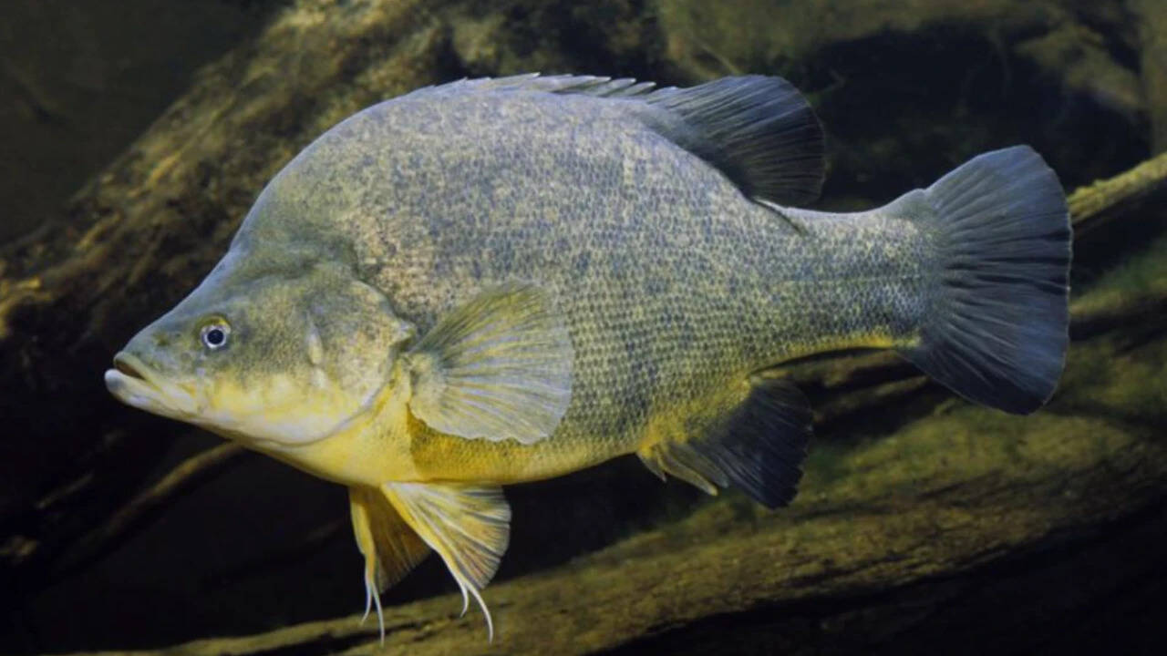 Timber Structures Triple Fish Populations in Australian River Restoration
