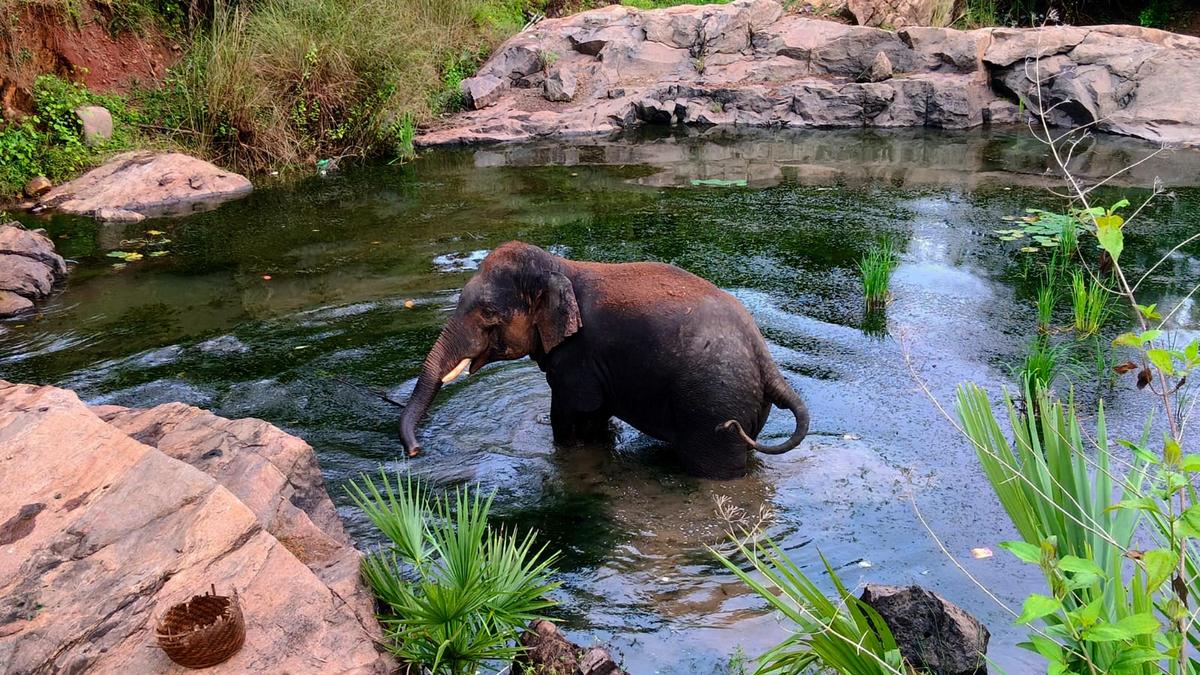 ओडिशा में वन्यजीव तस्करों के लिए सुरक्षित आश्रय: पर्यावरण संगठन