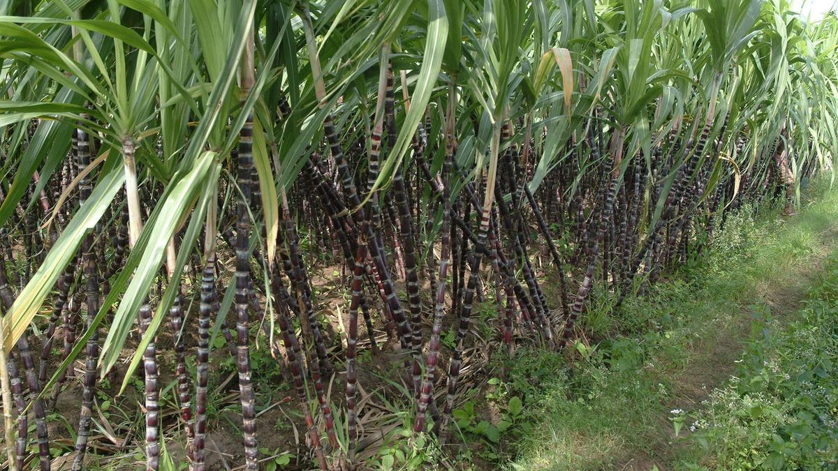 Farmers warn of fresh protests over minimum support price demands