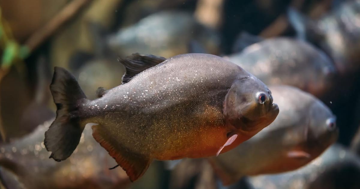 Ikan Piranha Ditangkap di Empangan Klau, Pakar Dedahkan Fakta Sebenar