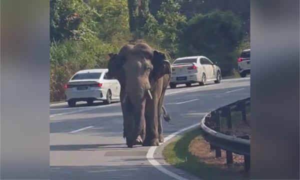 Gajah Cedera Tempuh Perjalanan 140km, Sentuh Hati Rakyat Malaysia