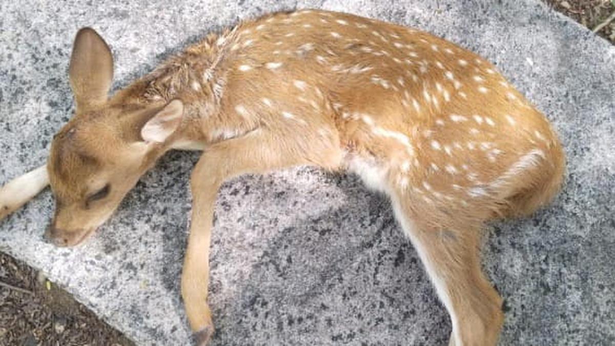 Stray dogs attack deer in Chittoor forest corridor amid waste concerns