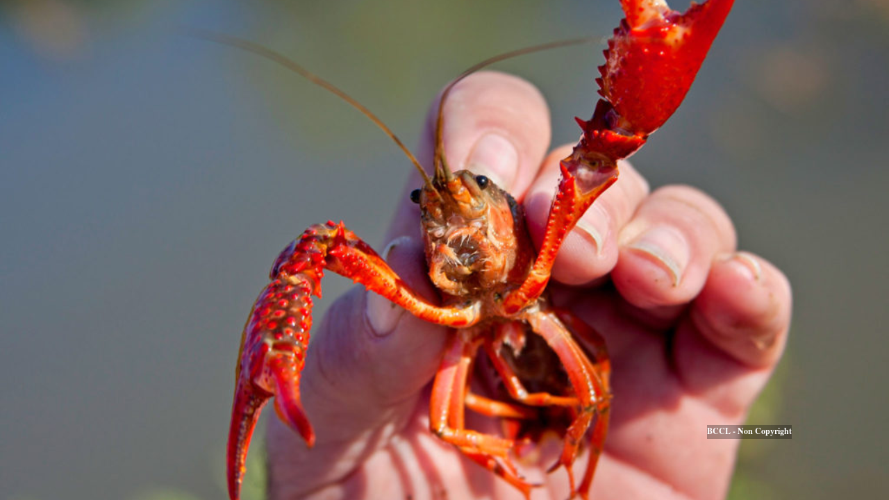 Invasive North American crayfish threaten Britain's native species
