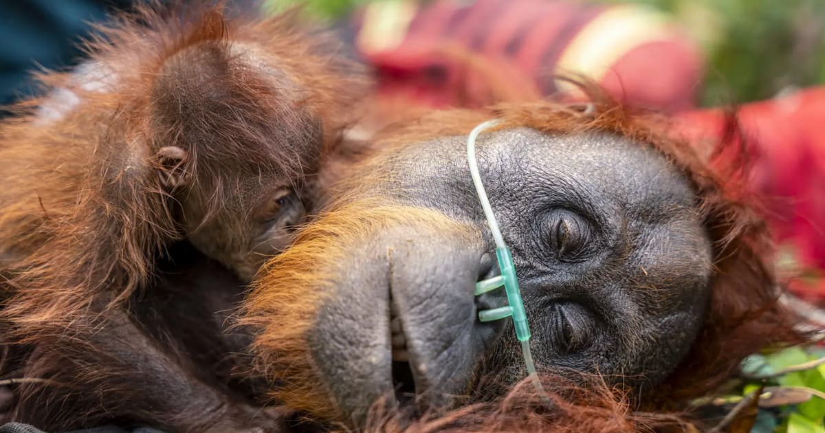 Indonesia Gerak Cepat Selamatkan Orangutan dari Kebakaran Hutan