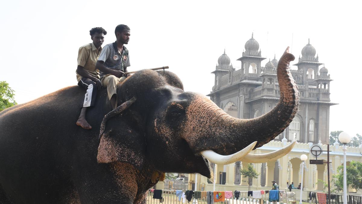 Prashanth chosen to carry golden howdah at Mysore Dasara parade