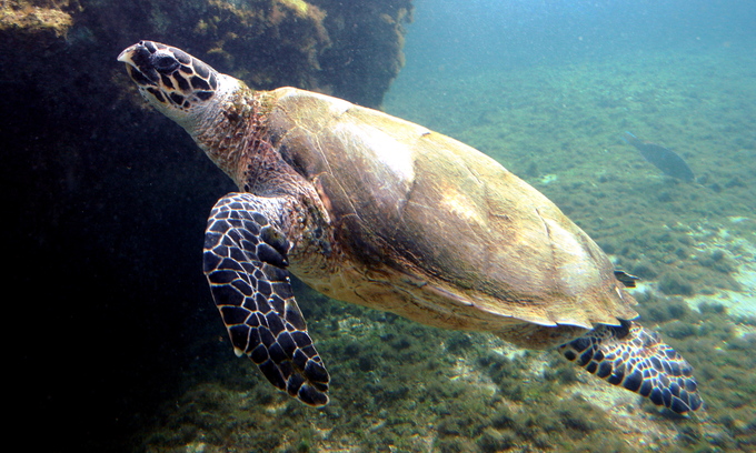 Chinese diving instructor detained over endangered turtle killing in Indonesia