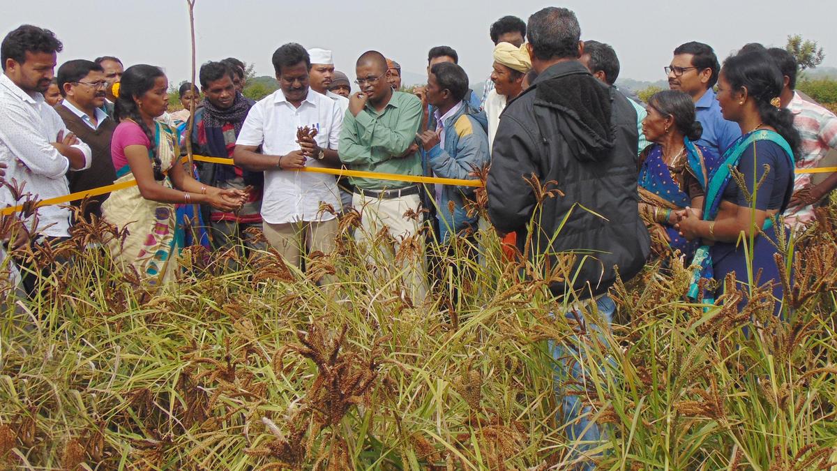 Water-efficient ragi cultivation method gains traction in Karnataka
