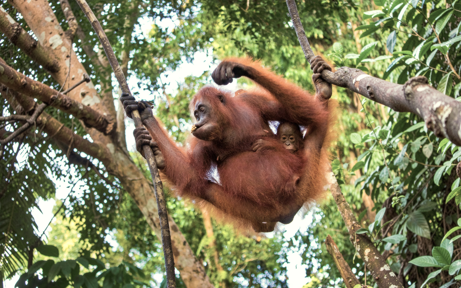 Induk Orangutan Sanggup Berkorban untuk Pertemanan Anak-Anak Mereka