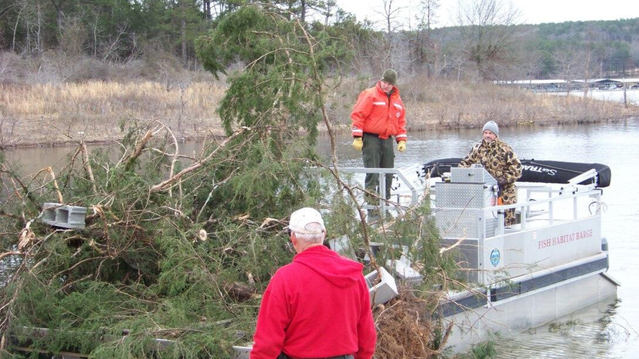 US conservationists submerge 150 trees to create fish habitats