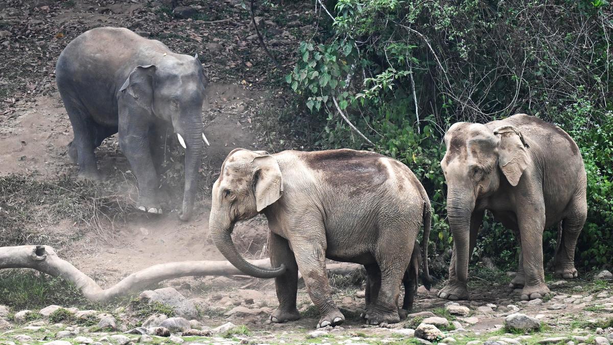 Wildlife officials continue push to relocate three tuskers from Virajpet