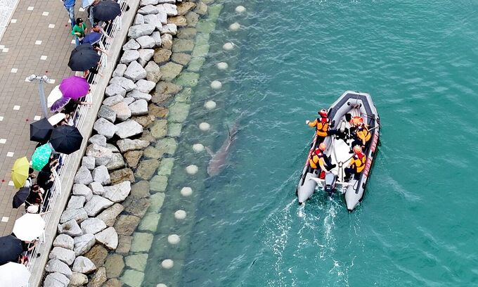 Lost shark becomes unlikely celebrity in South Korea, boosts economy