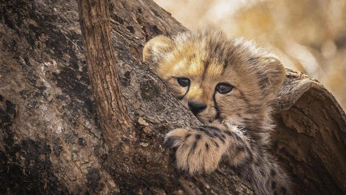 Death of Kuno cheetah cub sparks questions over Project Cheetah's future