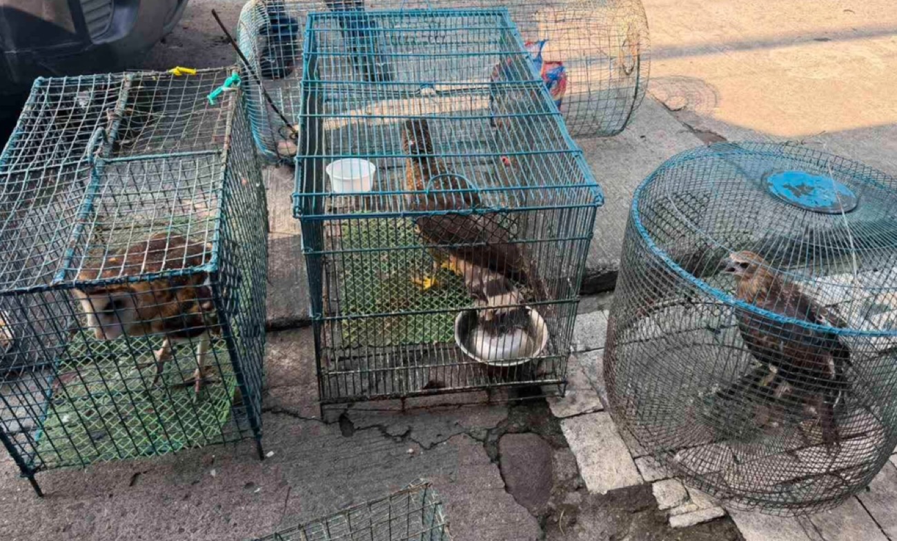 Police arrest wildlife trader, rescue 15 birds in Bacolod sting