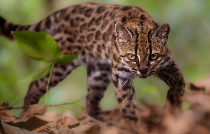 Scientists identify previously unknown wild cat species after century