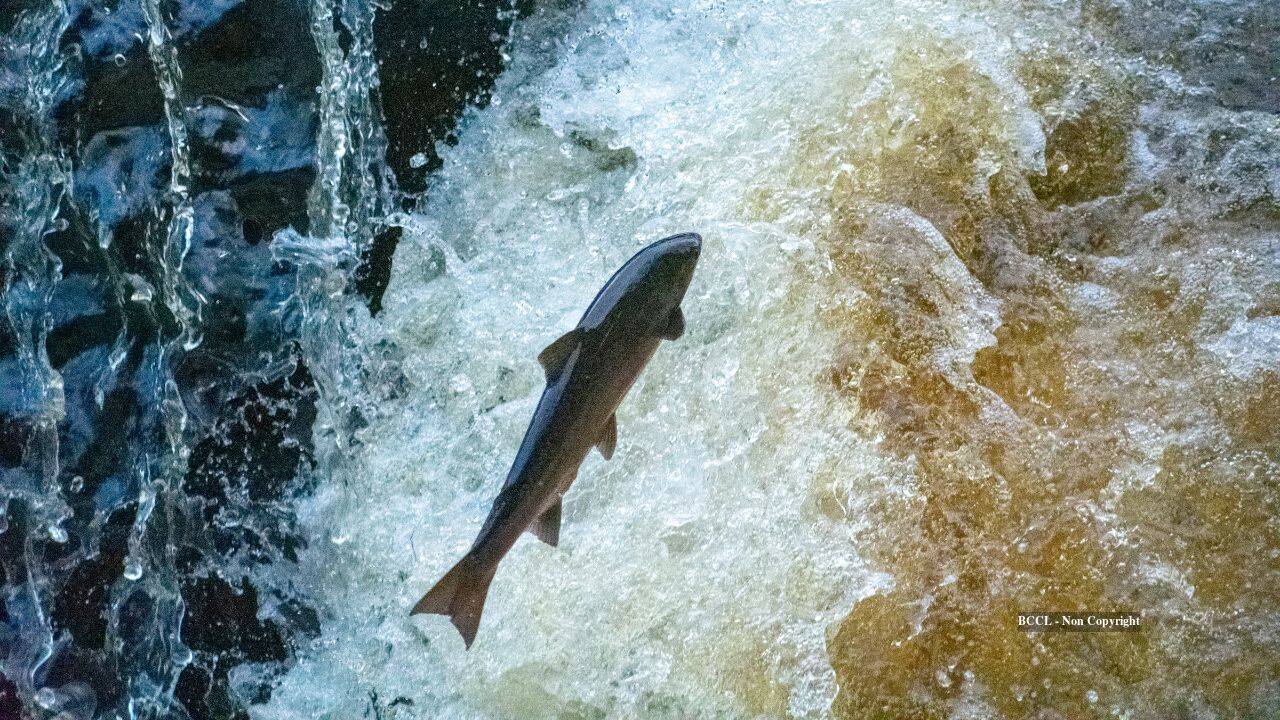 Maine demolishes 60-year-old dam to restore Atlantic salmon migration
