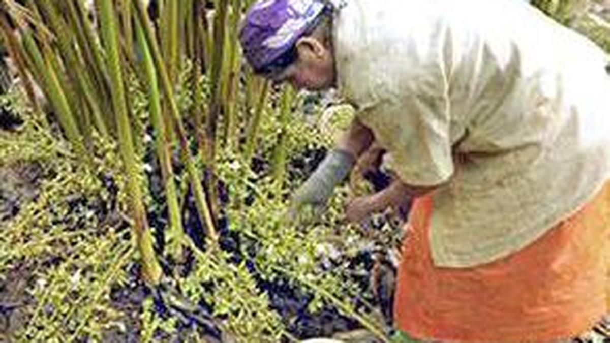 Kerala cardamom growers' chemical cocktails threaten crop health and pollinators