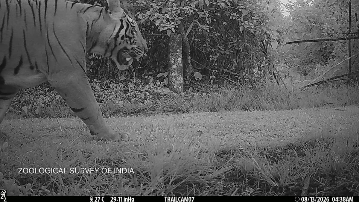 Male tiger spotted at Assam's Dihing Patkai National Park