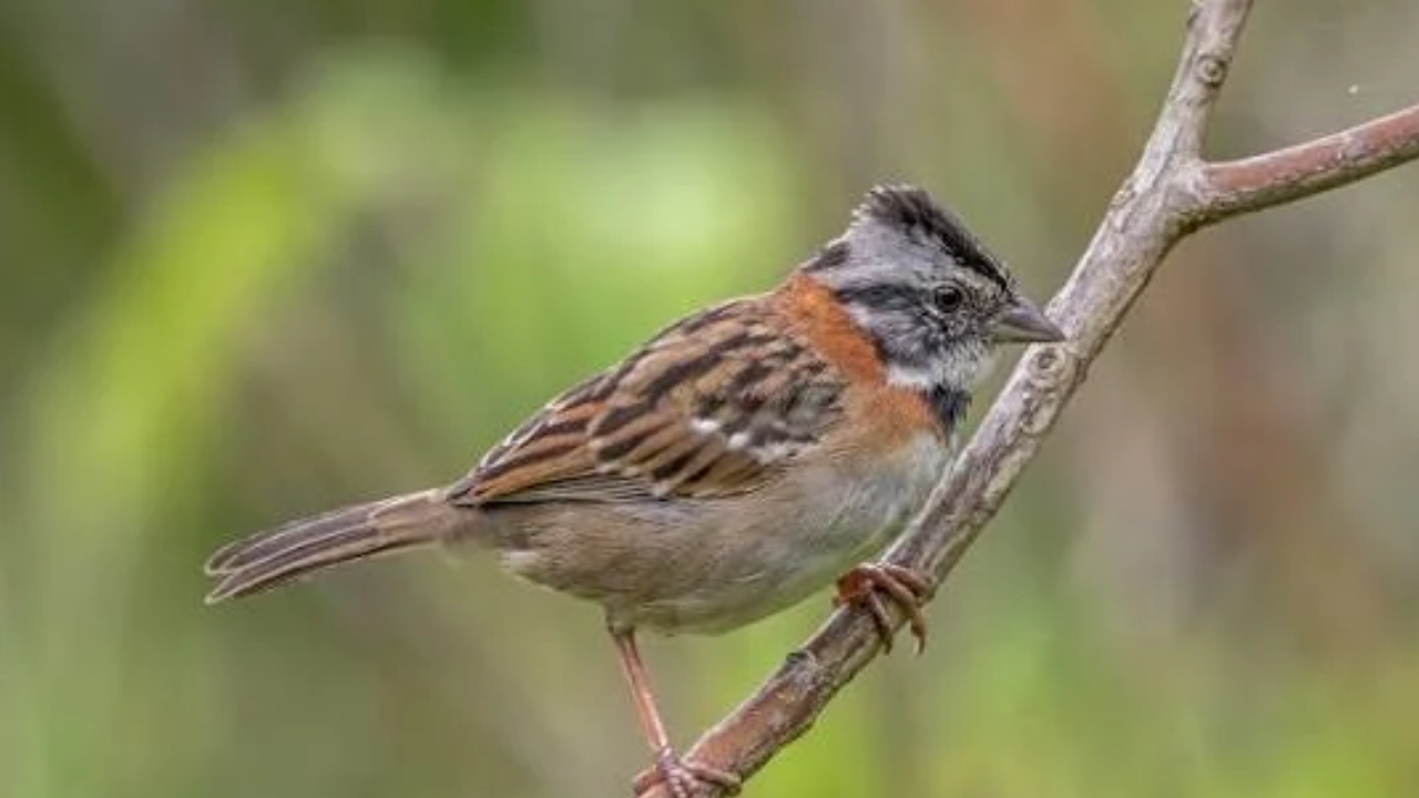Scientists use AI-generated calls to restore lost bird songs in wild