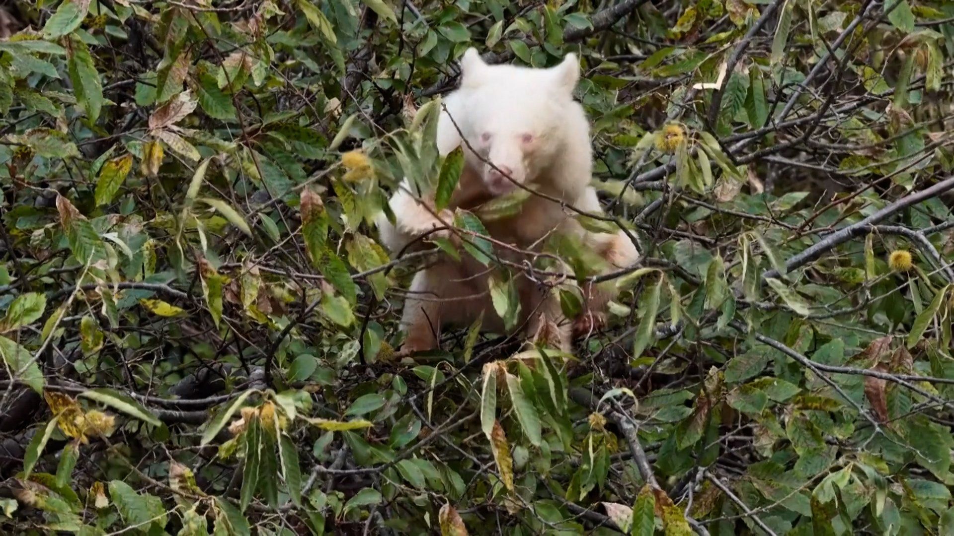 Rare albino Asian black bear spotted in central China