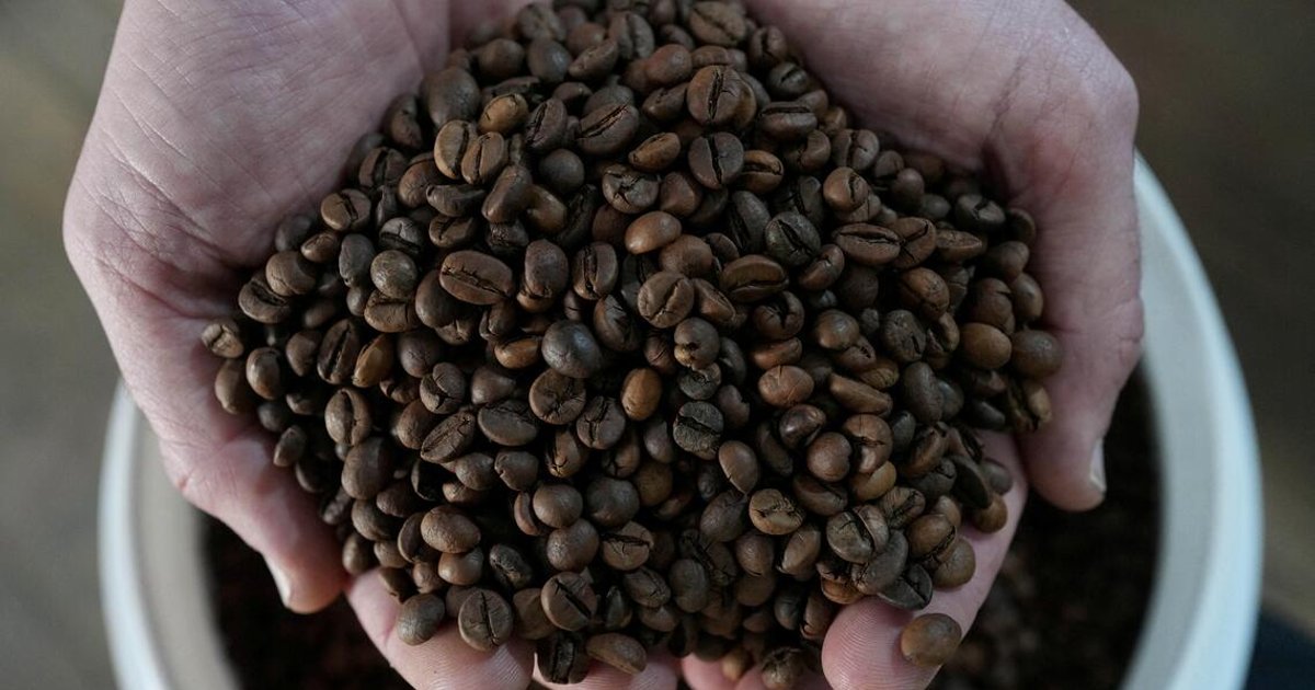 Vietnam's coffee output expected to stagnate as El Niño looms